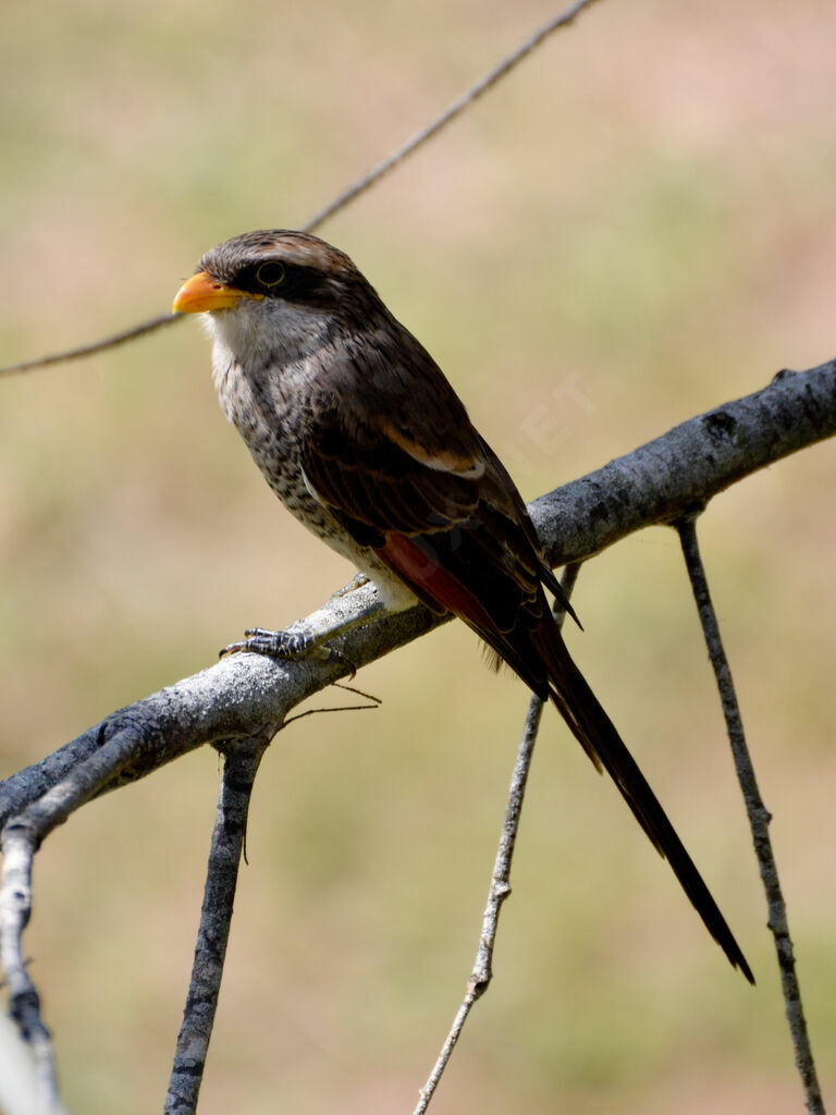 Corvinelle à bec jauneadulte, identification