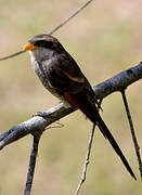 Yellow-billed Shrike