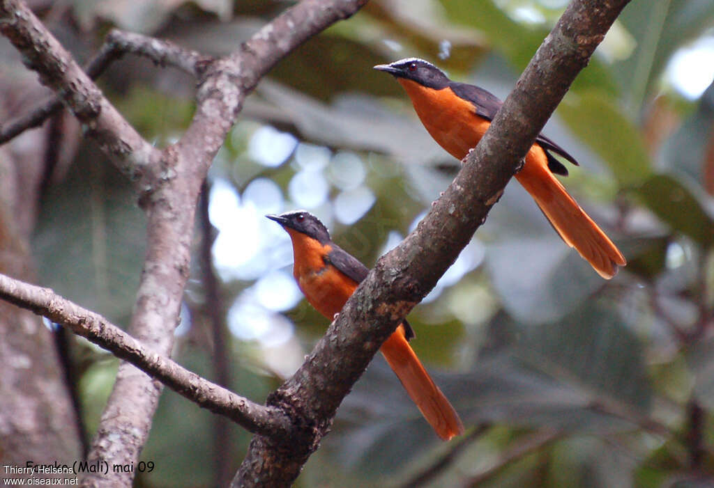 White-crowned Robin-Chatadult, pigmentation, Behaviour