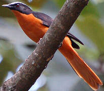 White-crowned Robin-Chat