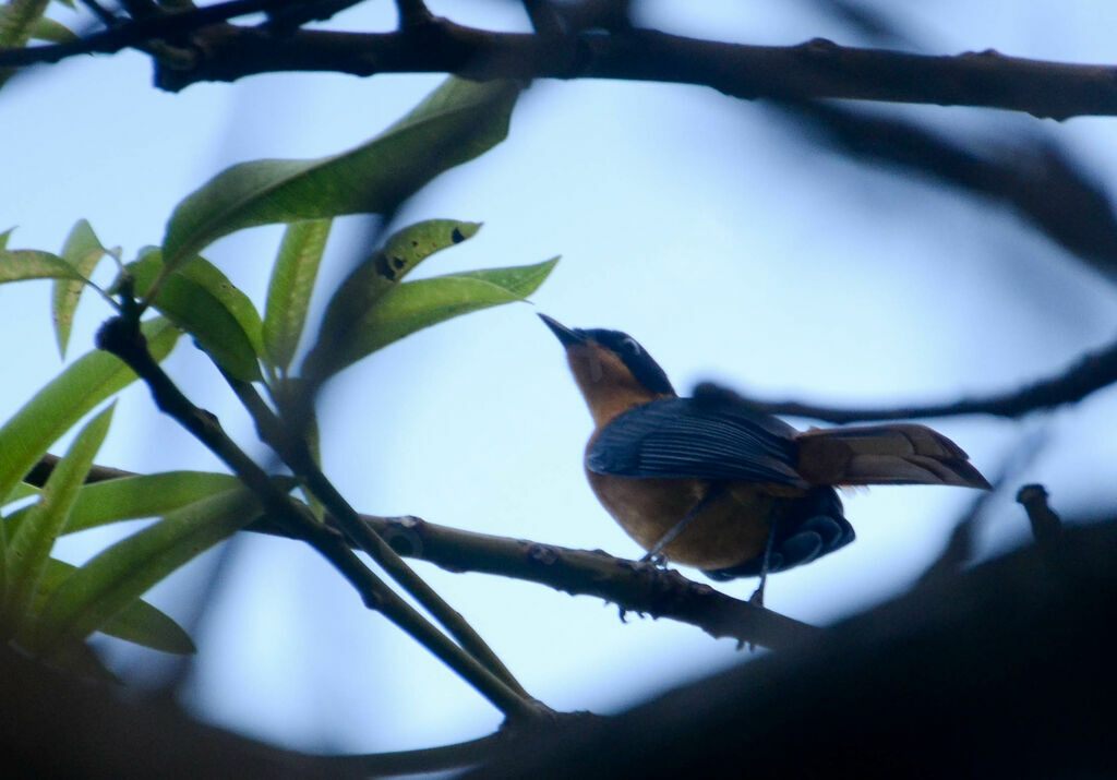 Snowy-crowned Robin-Chatadult