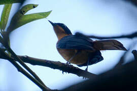 Snowy-crowned Robin-Chat