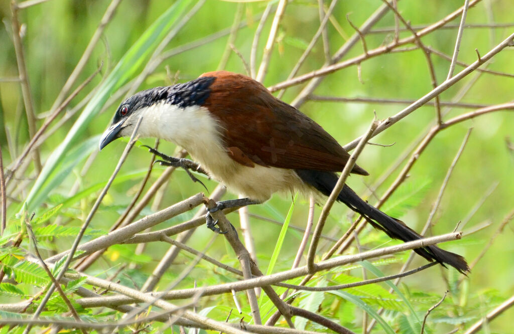 Coucal à nuque bleueadulte, Comportement