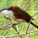 Coucal à nuque bleue