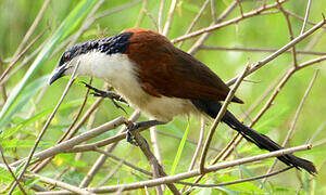 Blue-headed Coucal