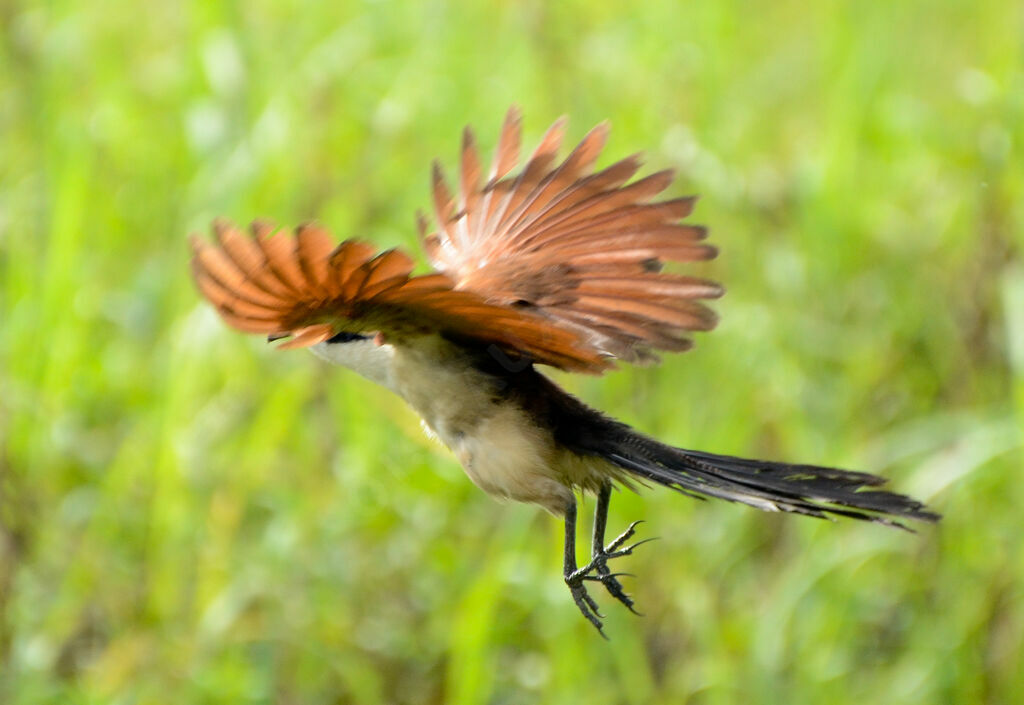 Coucal à nuque bleueadulte, Vol