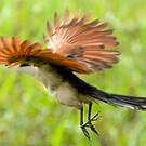 Coucal à nuque bleue