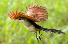 Blue-headed Coucal