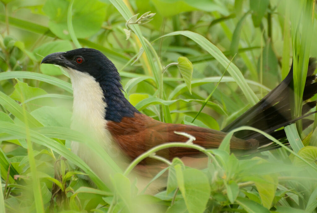 Coucal à nuque bleueadulte, identification