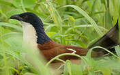 Coucal à nuque bleue