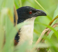 Coucal à nuque bleue