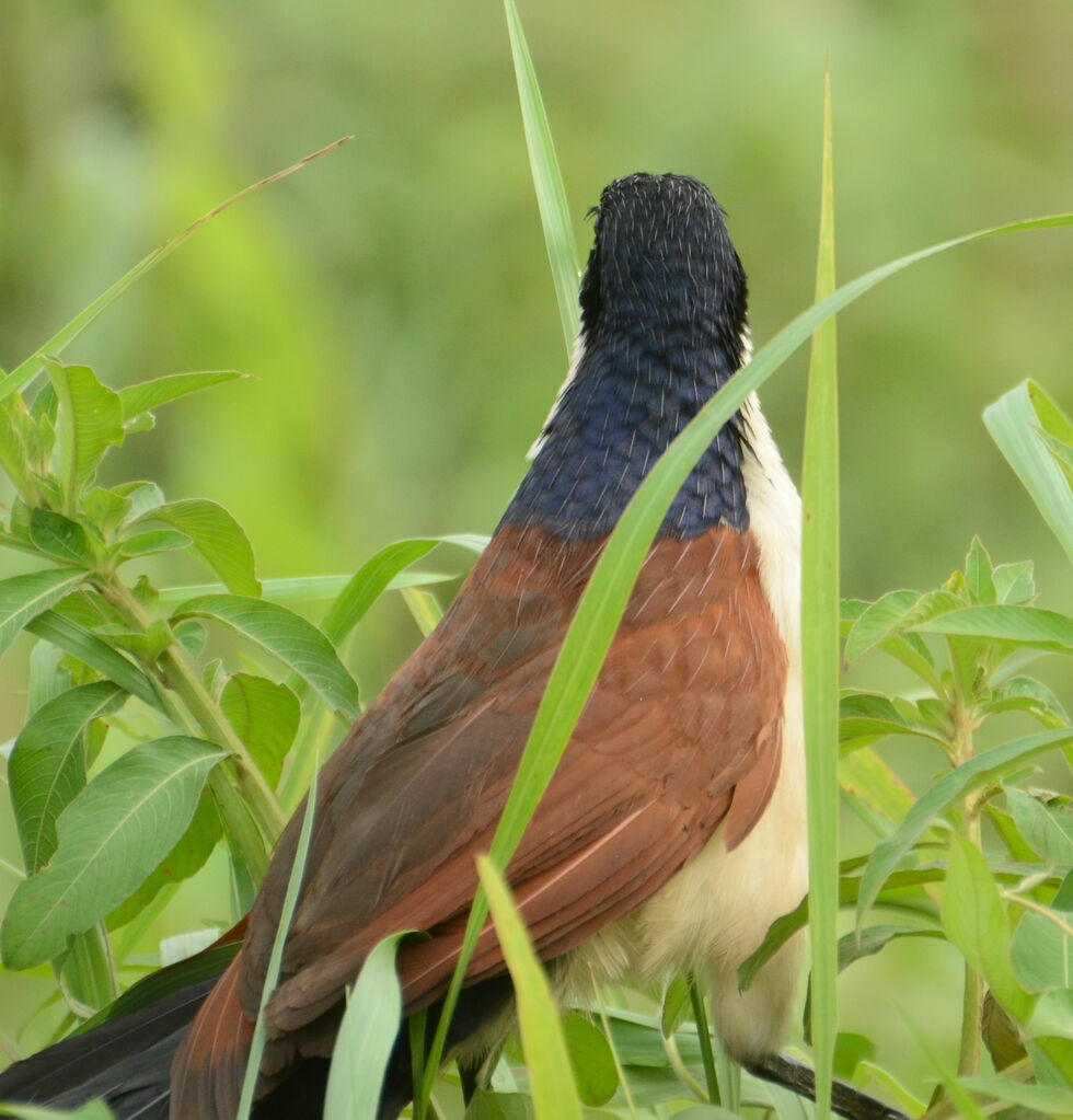 Blue-headed Coucaladult, identification