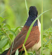 Blue-headed Coucal