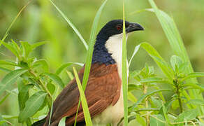 Blue-headed Coucal