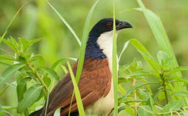 Coucal à nuque bleue