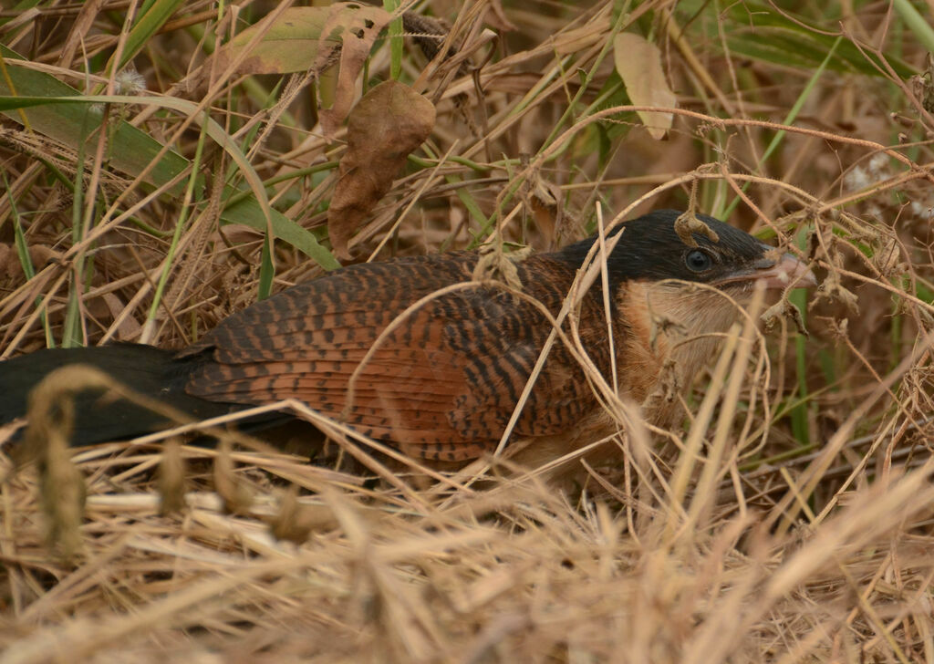 Coucal à nuque bleue