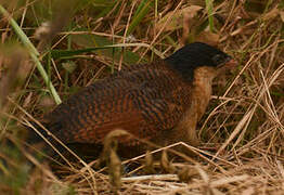 Blue-headed Coucal