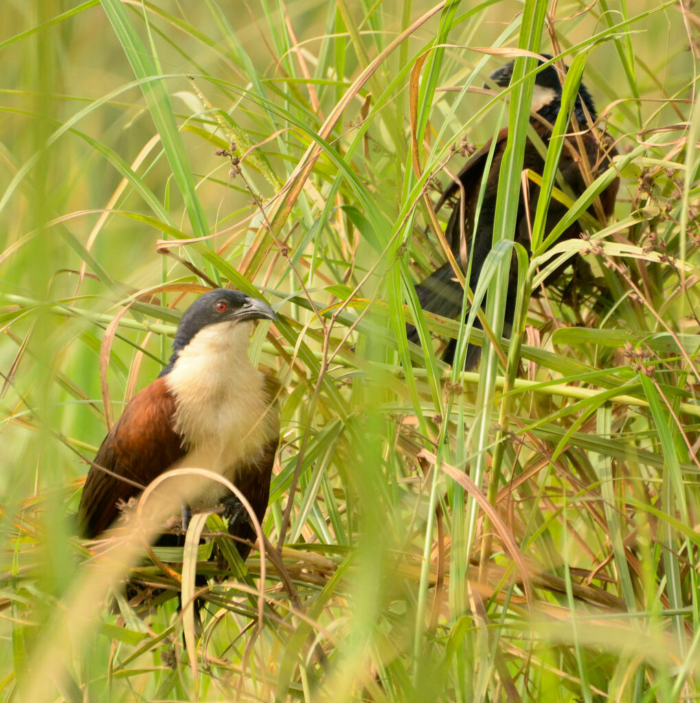 Coucal à nuque bleueadulte, identification