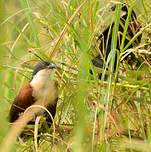 Coucal à nuque bleue