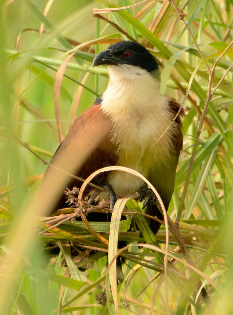 Coucal à nuque bleueadulte, identification