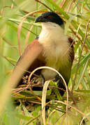 Blue-headed Coucal