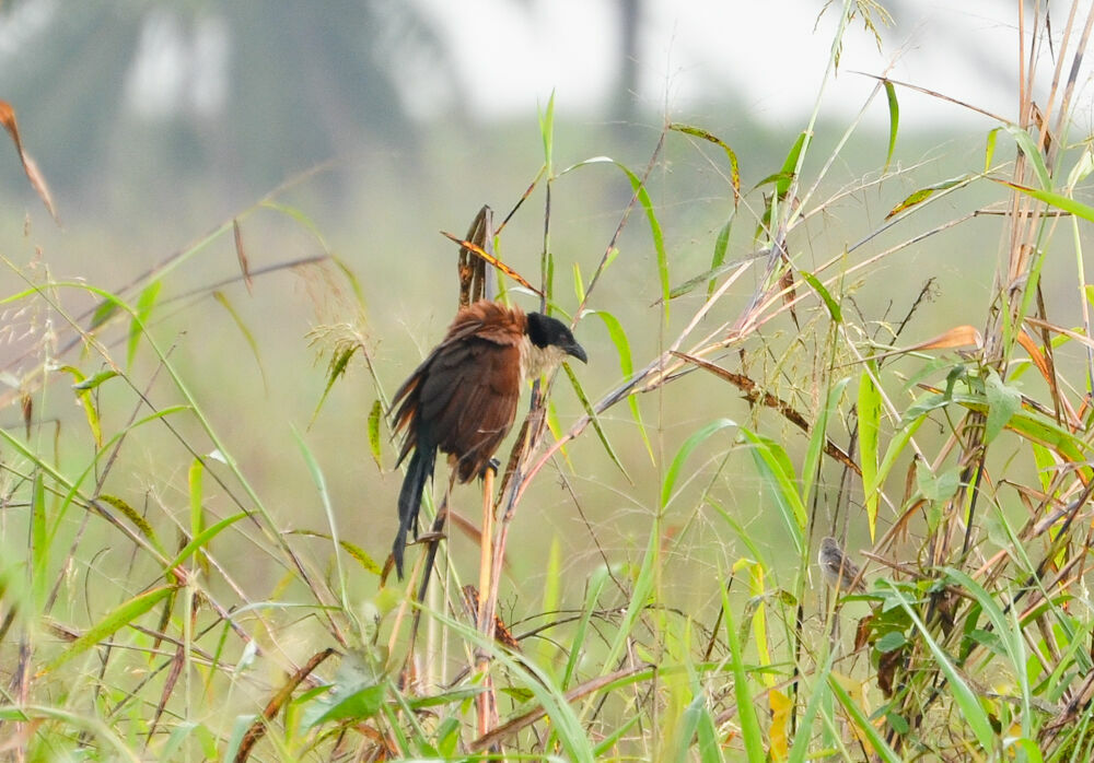 Coucal à nuque bleueadulte