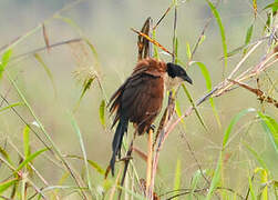 Blue-headed Coucal