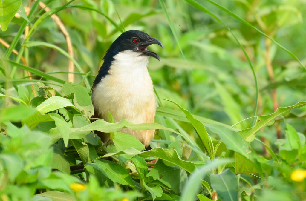 Blue-headed Coucaladult, close-up portrait