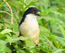 Coucal à nuque bleue