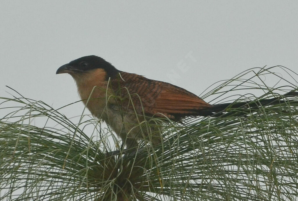 Coucal à nuque bleueimmature, identification