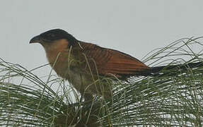 Coucal à nuque bleue