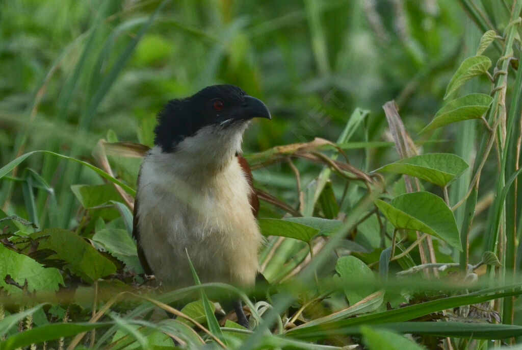 Coucal à nuque bleueadulte