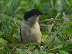 Blue-headed Coucal