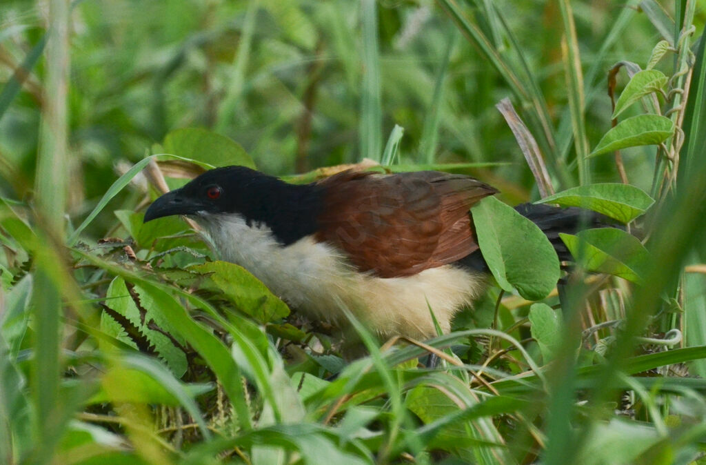 Coucal à nuque bleueadulte, identification