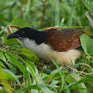Coucal à nuque bleue
