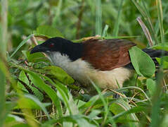 Blue-headed Coucal