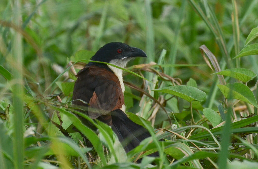 Coucal à nuque bleueadulte, identification