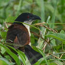 Coucal à nuque bleue