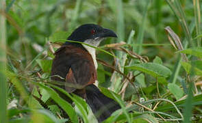 Blue-headed Coucal