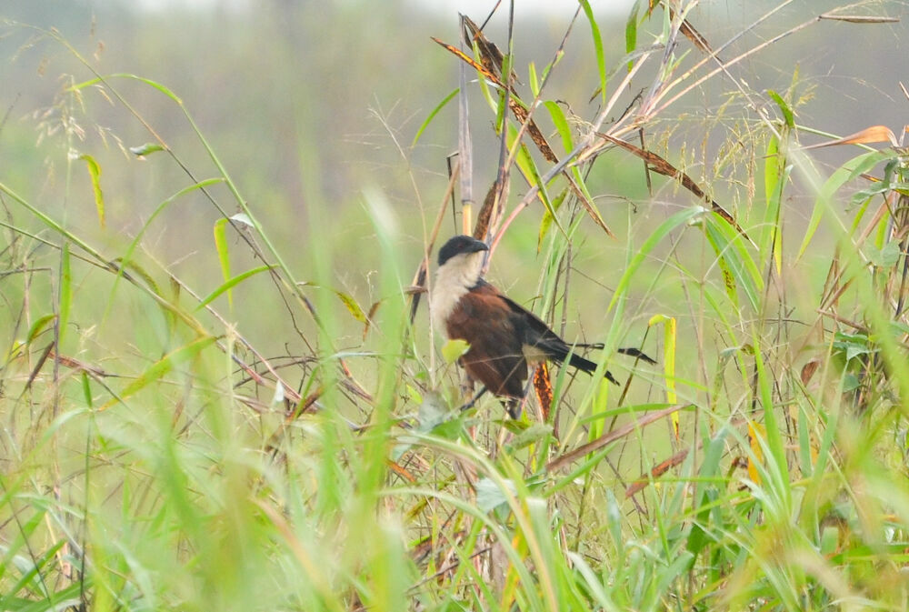 Coucal à nuque bleue