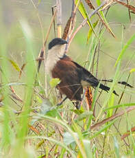 Coucal à nuque bleue