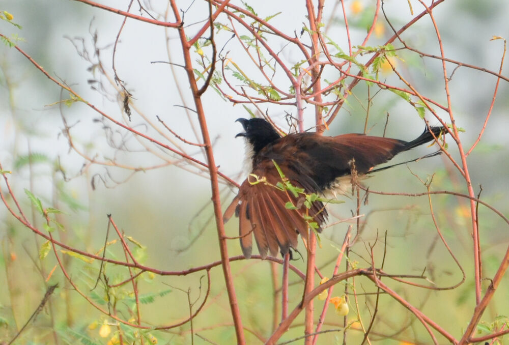 Coucal à nuque bleueadulte, identification