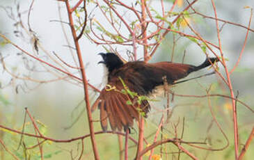 Coucal à nuque bleue