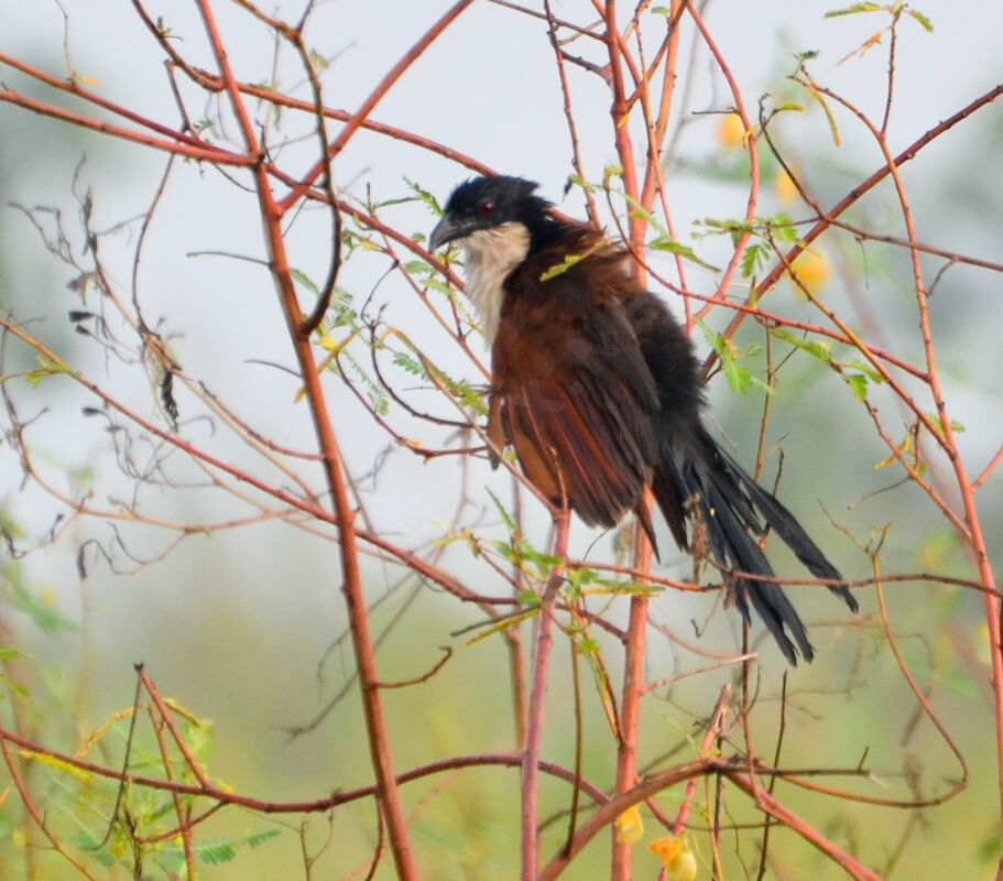 Coucal à nuque bleue, identification