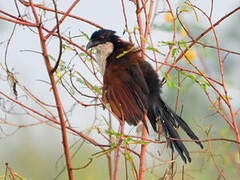 Blue-headed Coucal