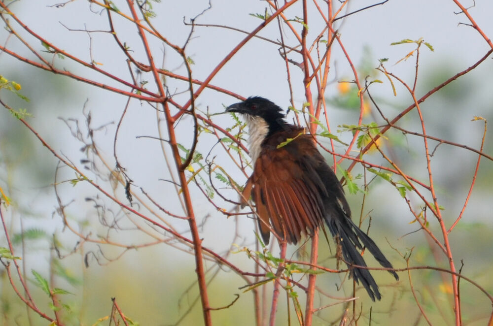 Coucal à nuque bleueadulte