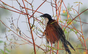 Coucal à nuque bleue