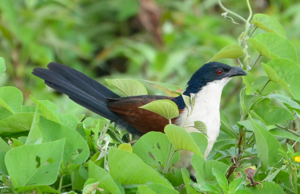 Coucal à nuque bleueadulte, identification