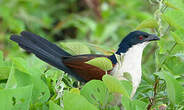 Coucal à nuque bleue