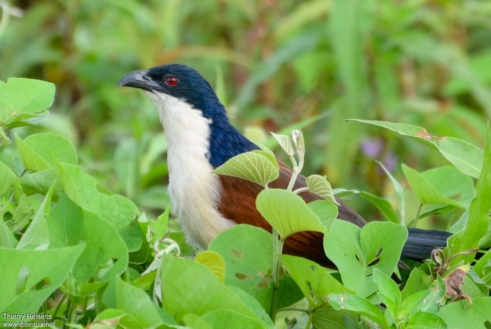 Blue-headed Coucaladult, habitat, pigmentation